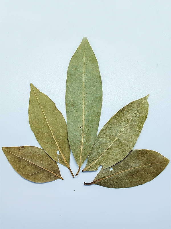 Bay Leaf