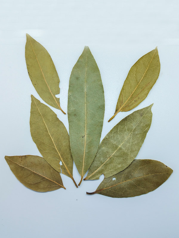 Bay Leaf