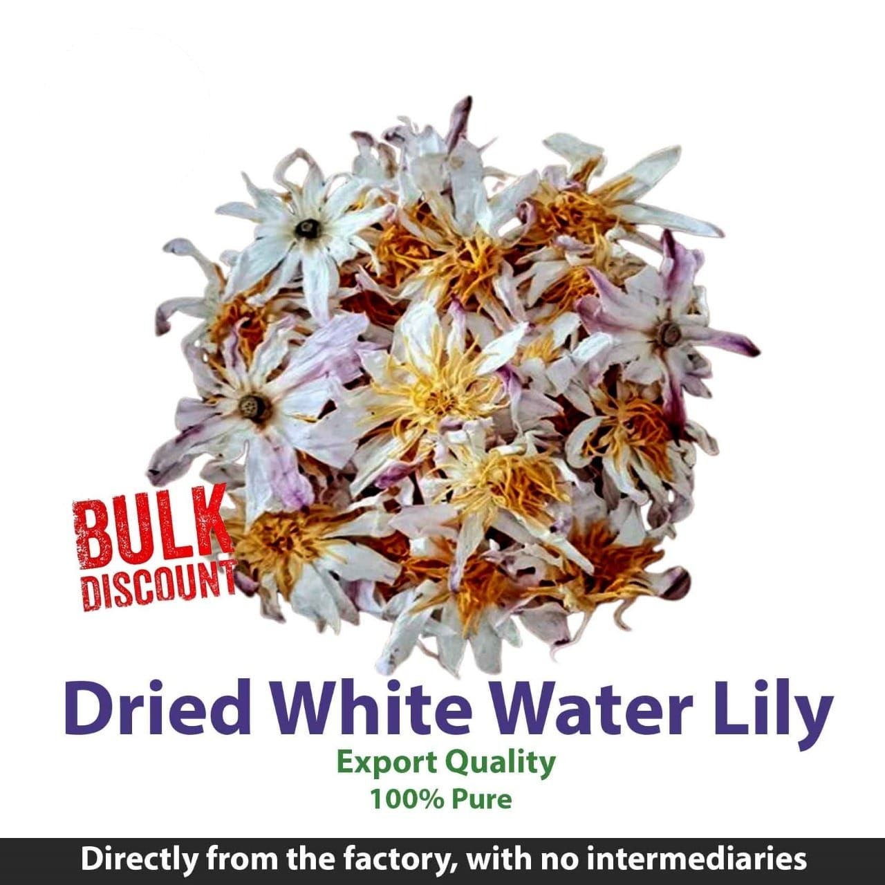 Dried White Water Lily
